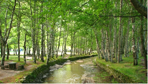  A ENERAREA reforça a sua estratégia energética com projetos na área florestal e define projetos que permitirão contribuir para o crescimento económico sustentado da região.